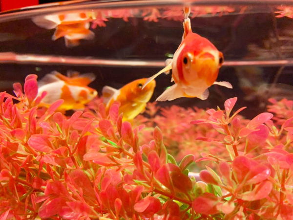 京都のかわいい金魚たち P Cube